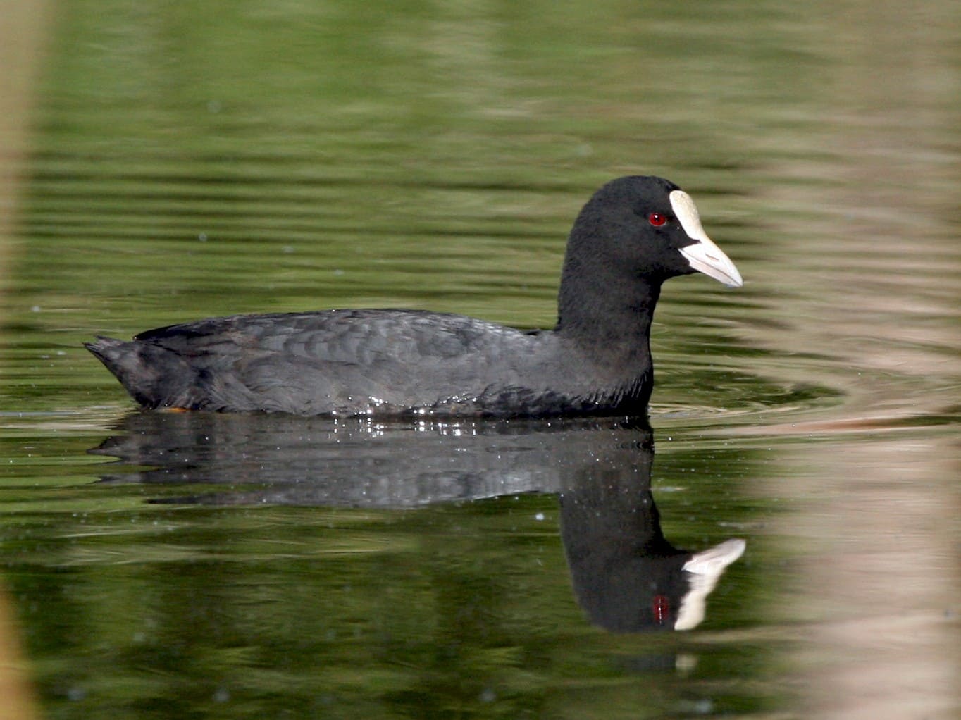 Eurasian Coot